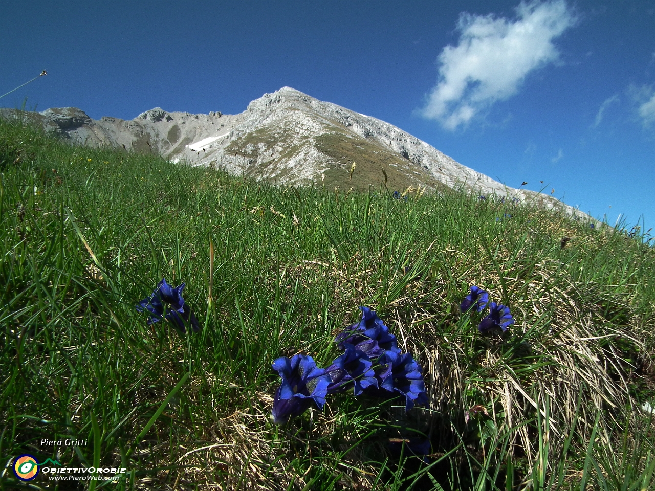 91 Gentiana di Clusius in Arera....JPG